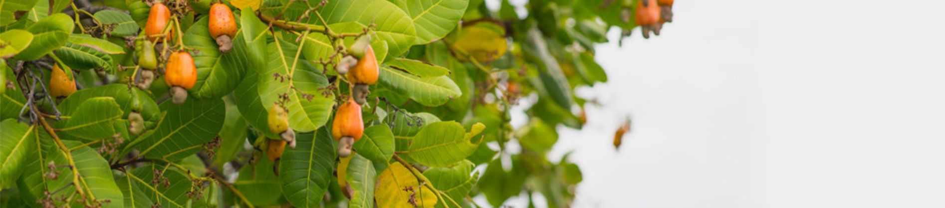 Best Flavored Cashew Nut Company in India