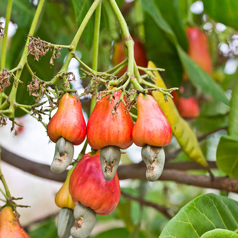 Healthiest Dried Fruit Brands In India