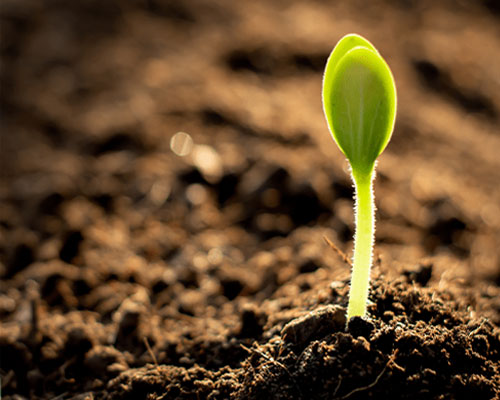 Agri Input