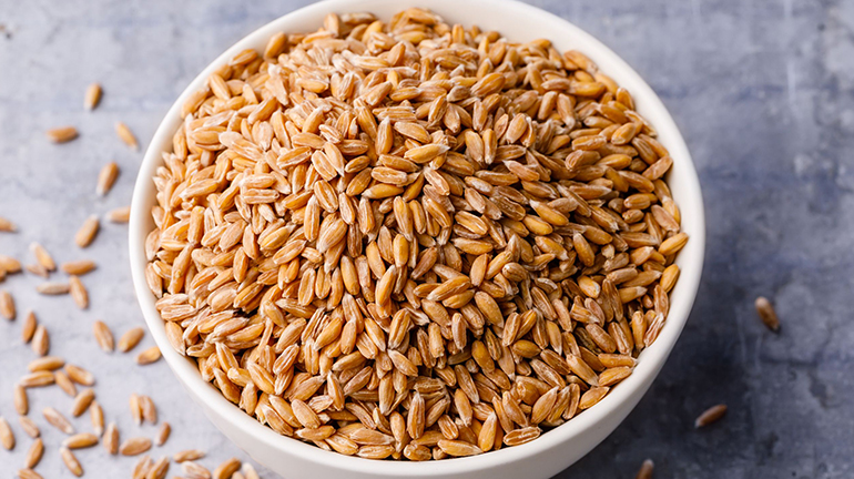 Best Wheat Suppliers in Indi